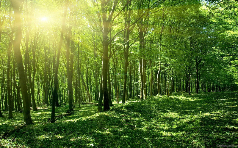 Bài văn chứng minh rằng bảo vệ rừng là bảo vệ cuộc sống của chúng ta số 6