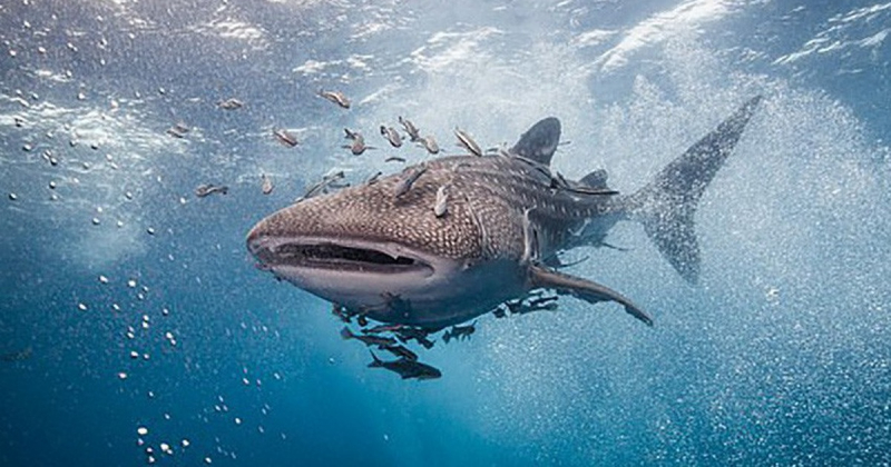 Loài cá mập nào không gây nguy hiểm cho con người?