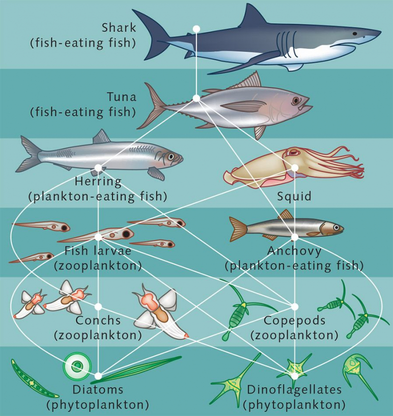 Sinh vật biển ăn gì?