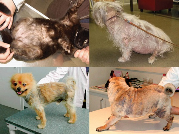 Xịt trị nấm da cho chó mèo Mal-A-Ket Plus TrizEDTA