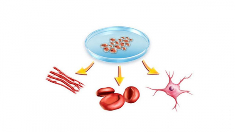 Tái tạo các tế bào máu mới