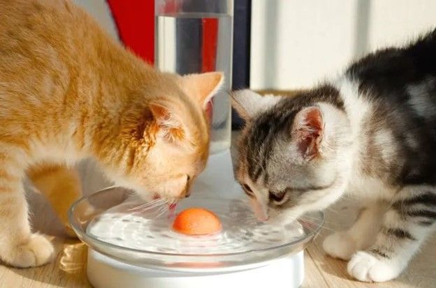 Đài phun nước dành cho mèo không dùng điện giúp nước luôn sạch sẽ