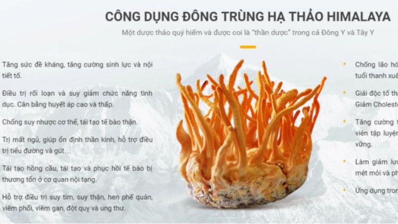 Đông Trùng Hạ Thảo Himalaya