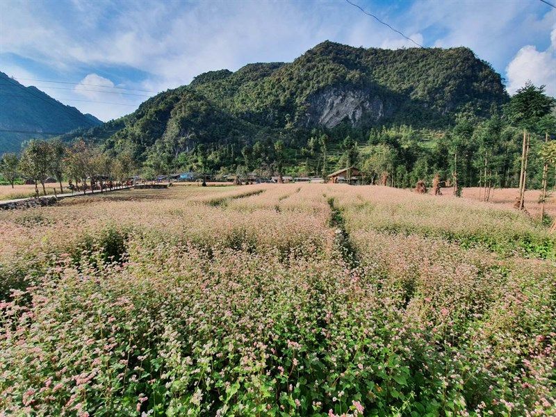 Hà Giang – Tháng 11: Mùa hoa tam giác mạch