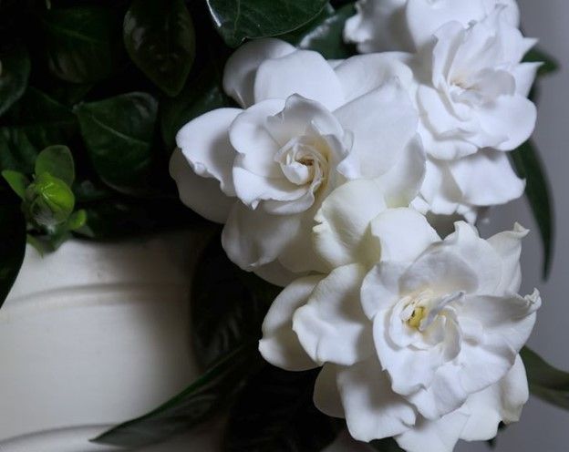 Hoa dành dành (Gardenia) có mùi hương ngọt ngào đặc trưng
