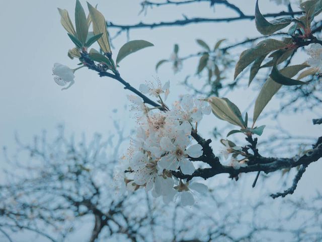 Mộc Châu: Tháng 3 – Hoa mận nở trắng trời