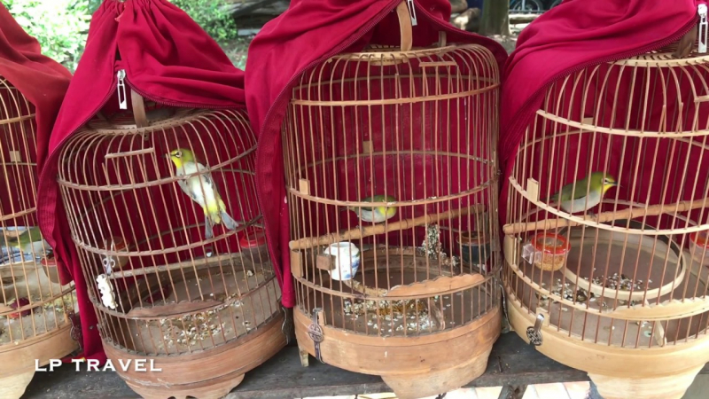 Chợ Chim Cảnh Yên Phúc Chợ Chim Cảnh Yên Phúc