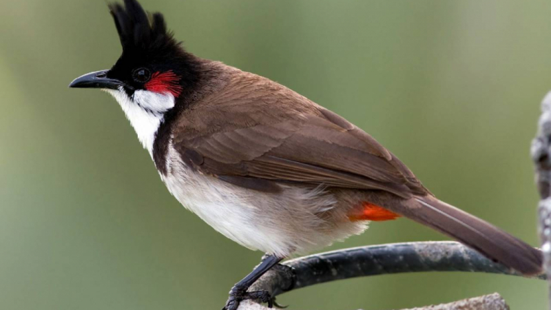 Chợ Chim Cảnh Yên Phúc Chợ Chim Cảnh Yên Phúc