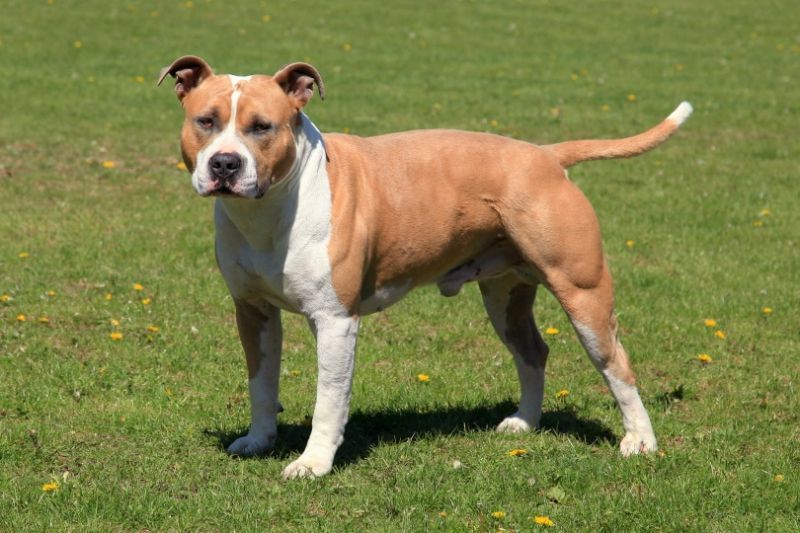 American Staffordshire Terrier