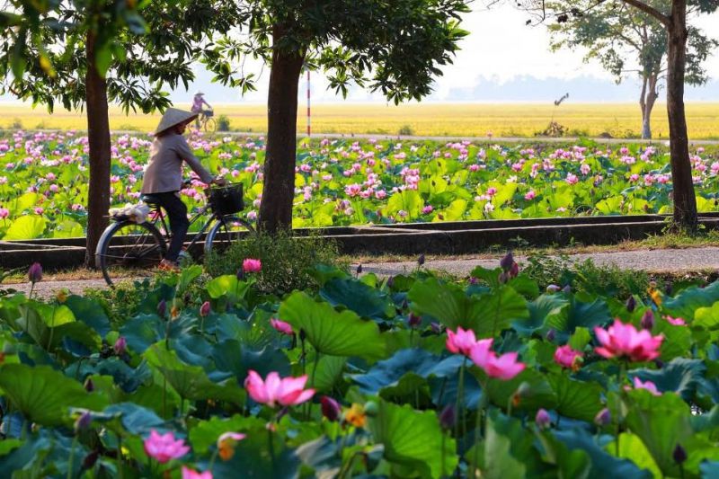 Bài văn thuyết minh về Hoa Sen số 1