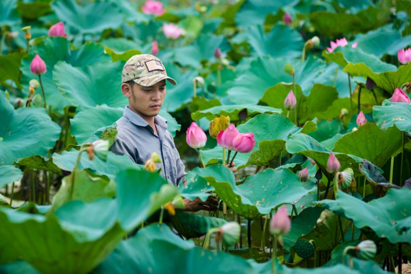 Bài văn thuyết minh về Hoa Sen số 3