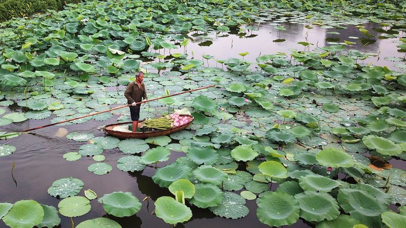 Bài văn thuyết minh về Hoa Sen số 9