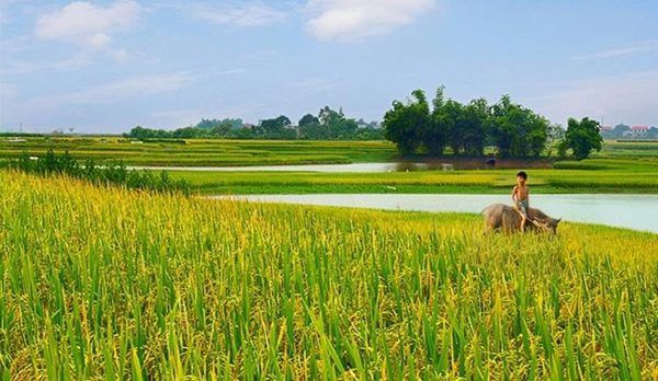 Bài văn thuyết minh về con trâu ở làng quê Việt Nam số 3