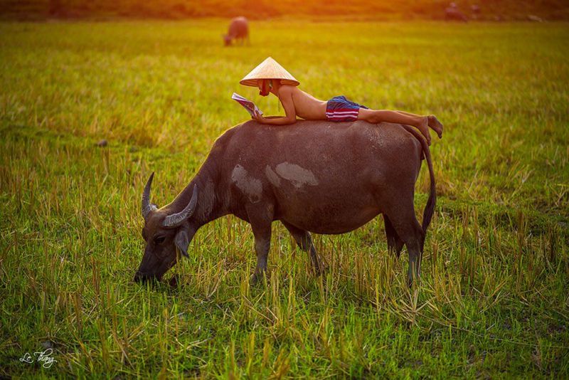 Bài văn thuyết minh về con trâu ở làng quê Việt Nam số 7