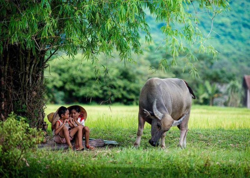 Bài văn thuyết minh về con trâu ở làng quê Việt Nam số 8