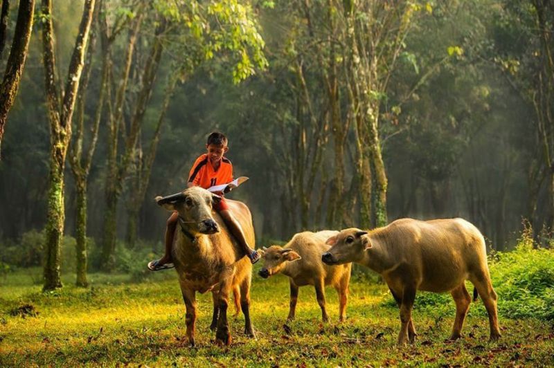 Bài văn thuyết minh về con trâu ở làng quê Việt Nam số 9