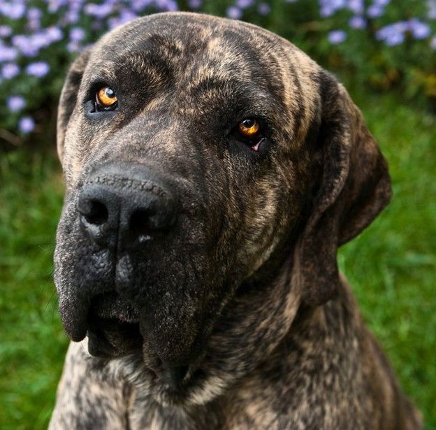 Brazilian Mastiff