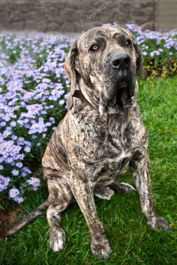 Brazilian Mastiff