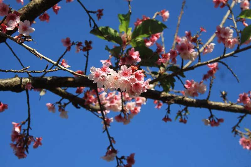 Câu chuyện về 100 trứng của người Mường