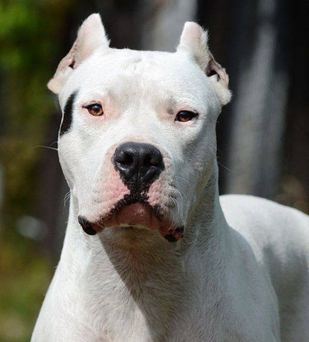 Dogo Argentino