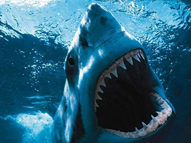 Jaws - Hàm cá mập (1975)