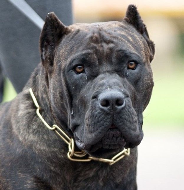 Presa Canario