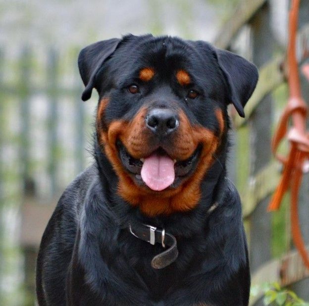 Rottweiler