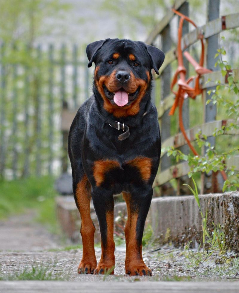 Rottweiler