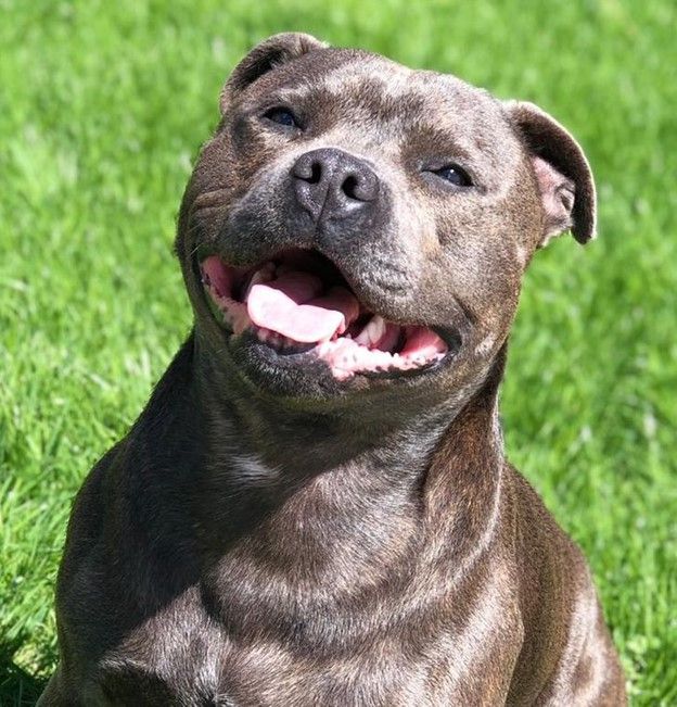 Staffordshire Bull Terrier