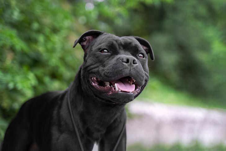 Staffordshire Bull Terrier