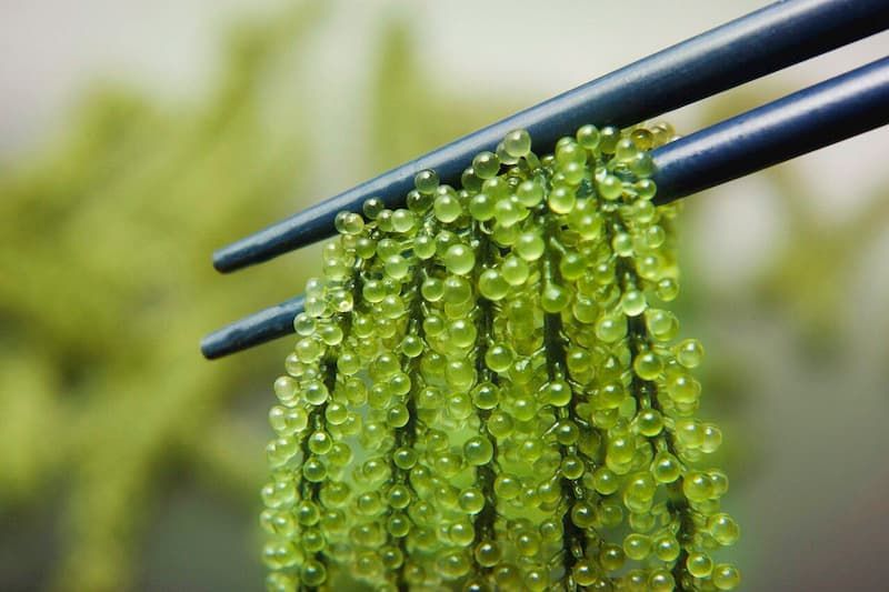 CÔNG TY TNHH RONG BIỂN VIỆT NAM