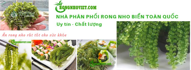 CÔNG TY TNHH RONG NHO VIỆT - RONG NHO TRÍ TÍN
