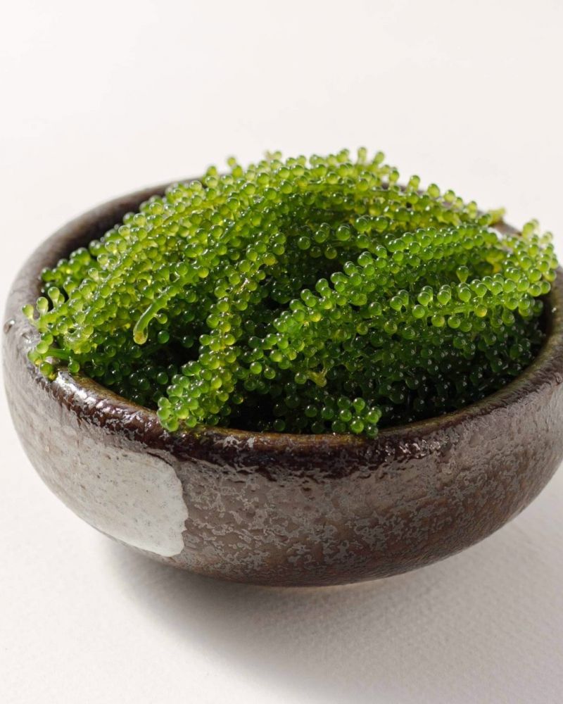 CÔNG TY TNHH RONG NHO VIỆT - RONG NHO TRÍ TÍN