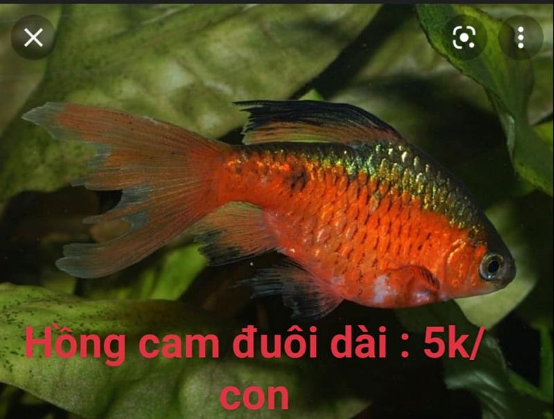 Cá cảnh 2k Bảo Lộc