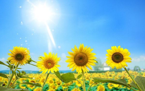 Hướng về phía mặt trời bóng tối sẽ ngả về phía sau bạn