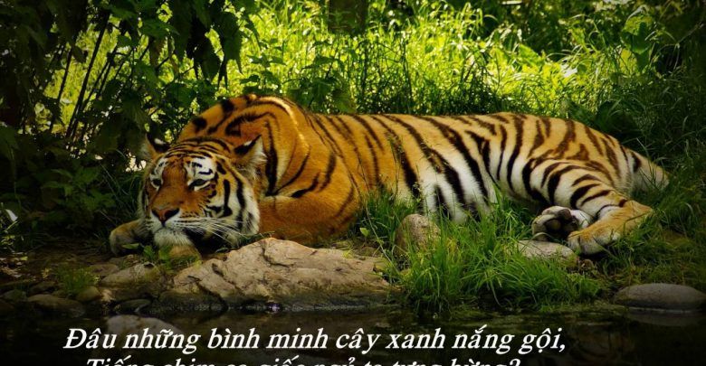 Bài tham khảo số 1