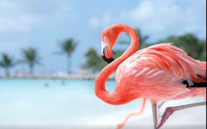 Chim hồng hạc dành tới 30% khoảng thời gian để rỉa lông của mình