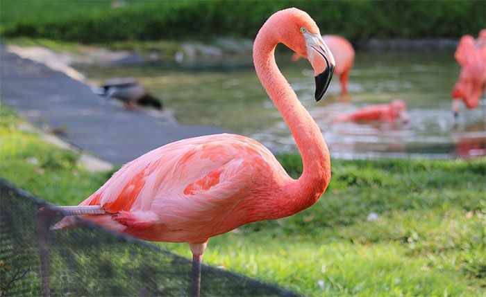 Tập tính sinh hoạt của chim hồng hạc