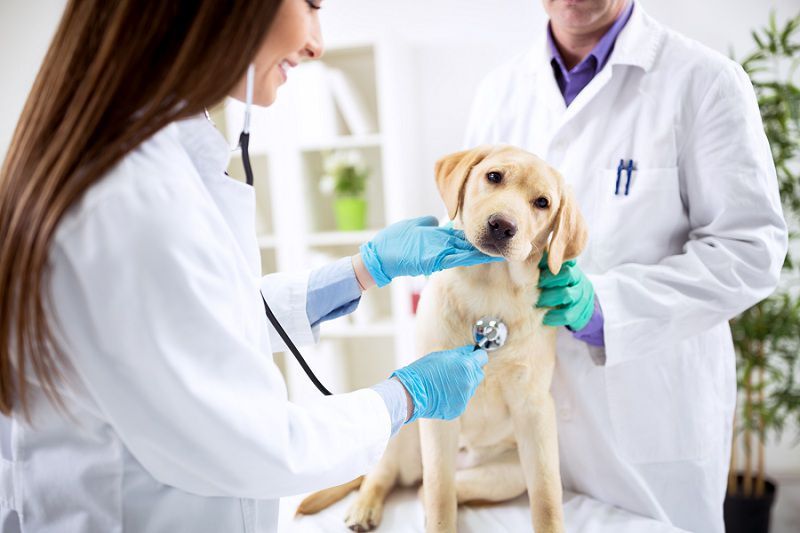 Nguyễn Minh Pet Clinic Nguyễn Minh Pet Clinic