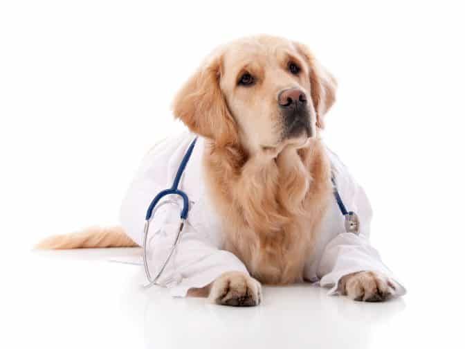 Nguyễn Minh Pet Clinic Nguyễn Minh Pet Clinic