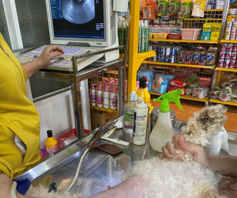 Phòng Khám Thú Y Gold Pet