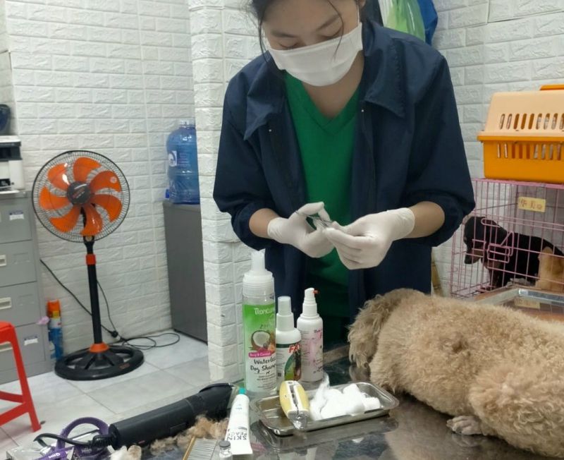 Phòng Khám Thú Y Pet Care Bến Tre Phòng Khám Thú Y Pet Care Bến Tre
