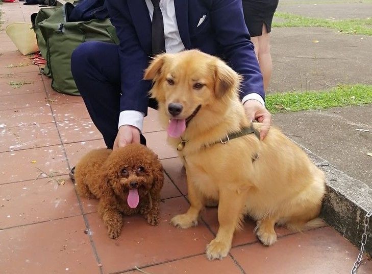Phòng khám Thú y LyLy Pet Phòng khám Thú y LyLy Pet