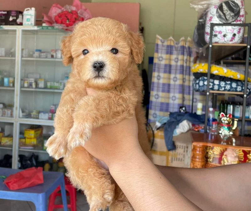 Phòng khám Thú y LyLy Pet Phòng khám Thú y LyLy Pet
