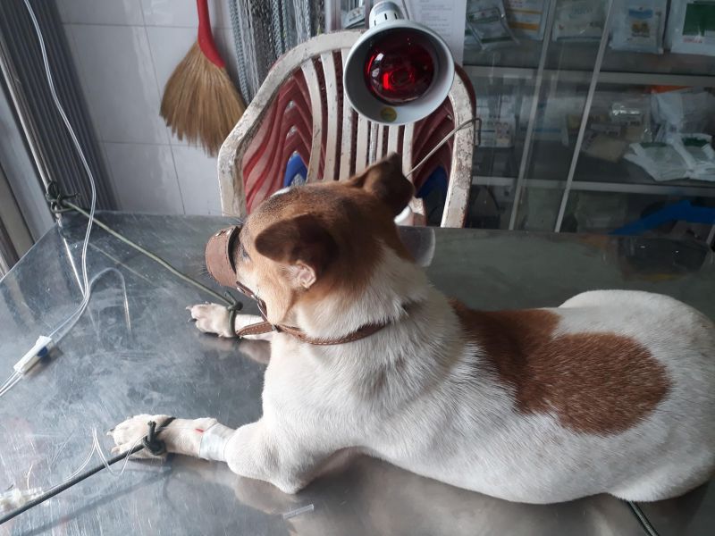 Phòng khám thú y Thái Huy Phòng khám thú y Thái Huy