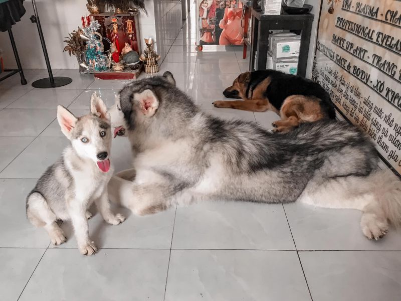Phòng mạch thú y Dương Vet Phòng mạch thú y Dương Vet