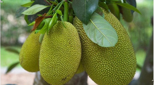 Bài văn thuyết minh về cây mít - mẫu 3
