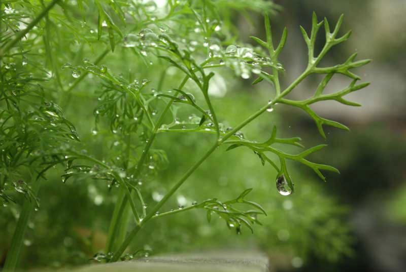 Cơn mưa mùa hạ Cơn mưa mùa hạ