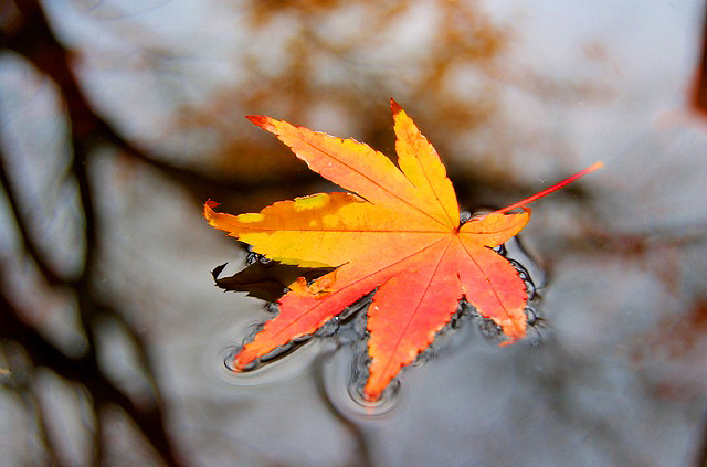 Khóc trước tuổi thơ