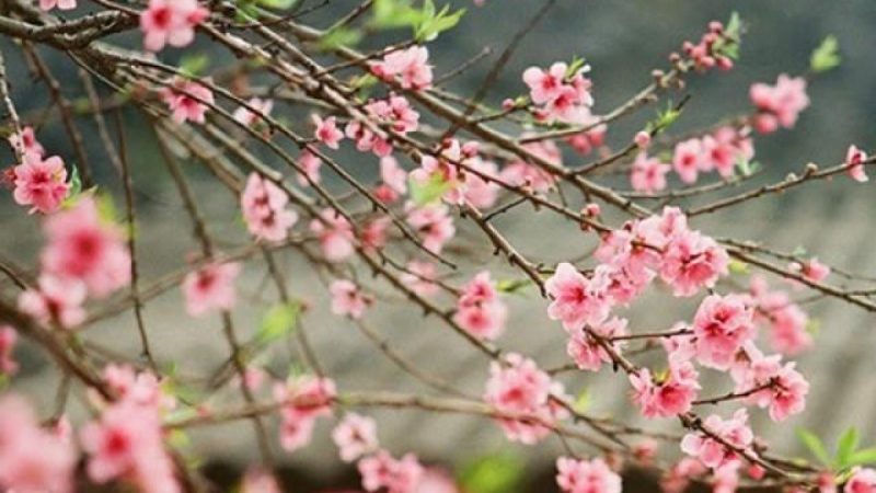 Mưa xuân Mưa xuân